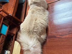 -Sweet cat·星愿猫咖(国贸大厦店)