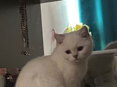 -lincat·猫舍(广州店)