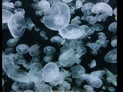 -绿色星球动物主题公园