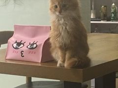-平行世界·猫咖(首经贸店)