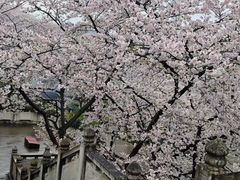 -苏州上方山国家森林公园