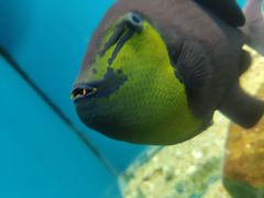 -大连圣亚海洋世界