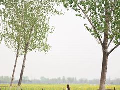 -汉长安城未央宫国家考古遗址公园