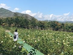 -亚龙湾国际玫瑰谷