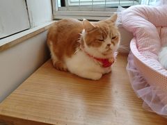 -Let's go狗咖·猫咖·奶狗·桌游(春熙路IFS店)
