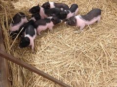 小猪-远洋未来广场(育慧北路店)