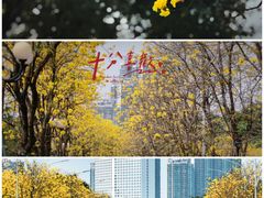 -洲头咀公园