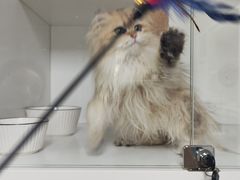 -十月米努特矮脚猫舍