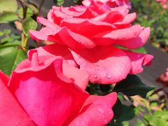 -亚龙湾国际玫瑰谷