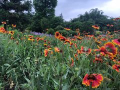 -贵阳市花溪国家城市湿地公园