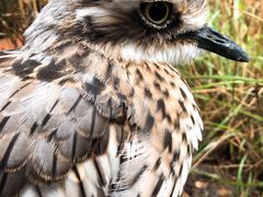 -费瑟代尔野生动物园