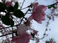 -莫愁湖公园