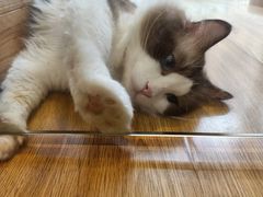 -啵啵喵·猫咖(攀华国际店)