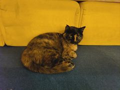 -Sirena海妖日咖夜酒