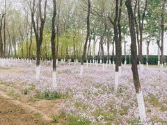 -大兴滨河森林公园