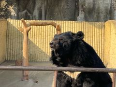-东方熊牧场
