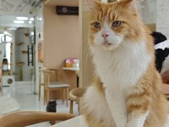 -喵园·猫主题咖啡厅·撸猫·猫咖(国贸店)