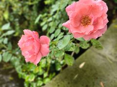 -大佛禅院