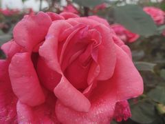 -武汉紫薇都市田园