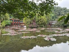 -野象谷景区