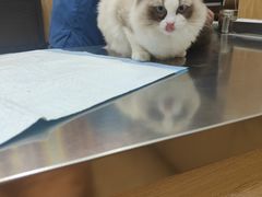 -瑞派名望24h动物医院异宠专科·猫专科·骨科·重症监护分院