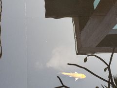 -小南洋海景餐厅(深圳湾店)