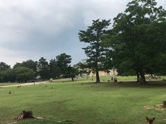 -奈良公园