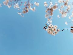 -宝山第一中心小学