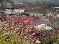 -桃源山庄·水蜜桃采摘·柴火鸡·烧烤团建(龙泉山店)