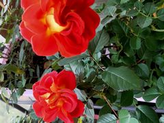 -辣想啵啵鱼(光环店)