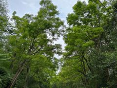 -上海海湾国家森林公园