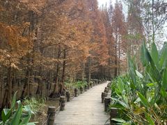 -桤木河湿地公园