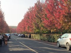 -南京枫彩漫城