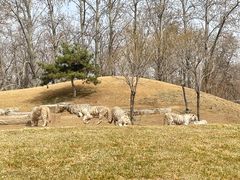 -北京野生动物园