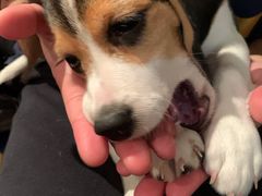 -爱侣宠医·鹦鹉专科·小型哺乳类·异宠专科(灵石路店)