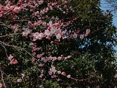 -庐山风景名胜区