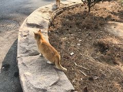 -云海肴云南菜·蒸汽石锅鱼(青岛万象城店)