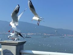 -海埂大坝