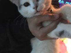 -AOE 火焰 剧本密室狼人杀