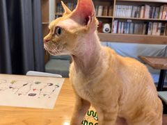 -MOYOYO猫咪咖啡店