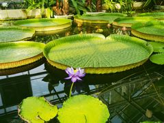 -国家植物园南园