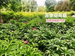 -莲花池公园