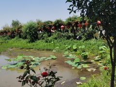 -同銮特种养殖场·龙虾垂钓