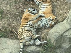 -大连森林动物园