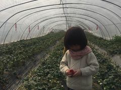 -青浦采草莓天天草莓园