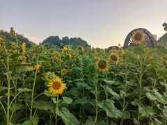 -长春公园(普阳街道)