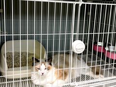 -翊宠yipet猫狗购宠庄园犬舍•猫舍
