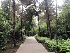 -铁山坪森林公园