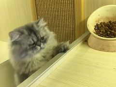 -藦茜花园宠物主题亲子互动体验馆(国顺东路店)