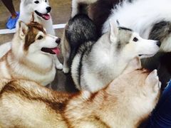 -TrueLove @ Neverland (Husky Cafe)